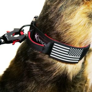 Collar on Dog-min